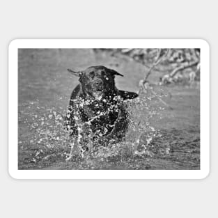 Water Fun Black an White Sticker